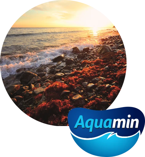 Pobřeží Islandu při západu slunce s červenými řasami Lithothamnion calcareum na vulkanickém mořském dně, zdroj mořského vápníku Aquamin.