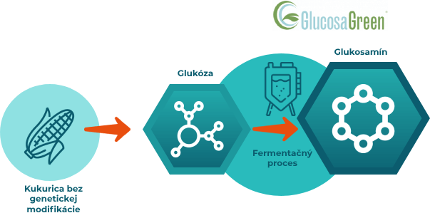 Infografika ukazující proces výroby glukosaminu GlucosaGreen® z kukuřice bez genetické modifikace pomocí fermentačního procesu.