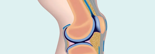 Chrupavka kolenného kĺbu